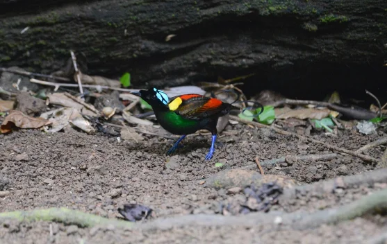 Papua, Daerah Penting bagi Burung dan Keanekaragaman Hayati