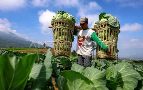 2026, Nilai Tukar Petani di Maluku Utara Meningkat 0,47 Persen