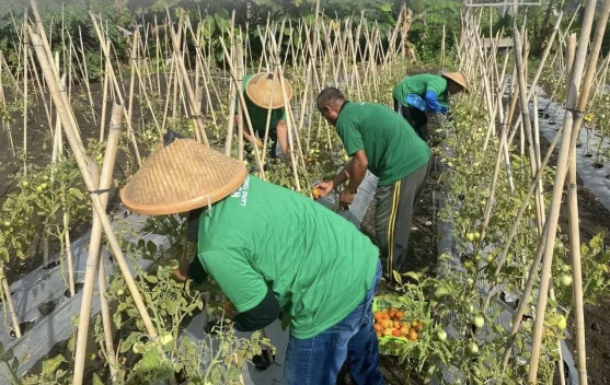 Lapas Tobelo Kembali Lakukan Panen Perdana Tomat