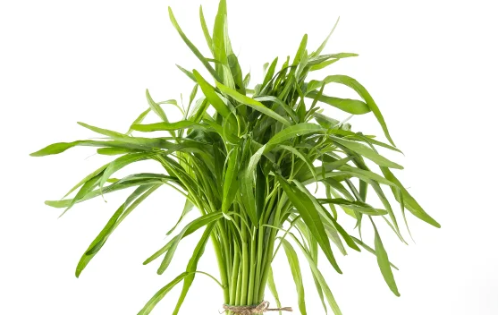 Benarkah Makan Kangkung Membuat Mengantuk? Simak Faktanya