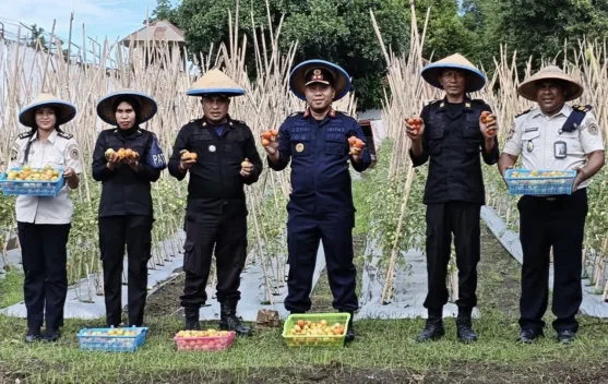 Lapas Tobelo Sukses Panen Perdana Tomat Merah Warga