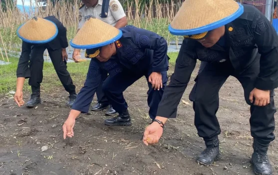 Lapas Tobelo Kembali Tanam Jagung usai Panen Sukses