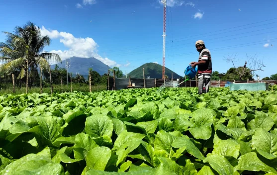 Lahan RRI Disulap Jadi Sentra Sayuran, KPKNL Ternate Jadikan Pilot Project Daerah