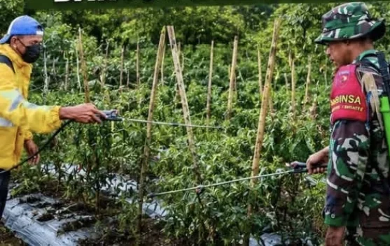 Babinsa Jailolo Bantu Petani Cabe Bersihkan Lahan Kebun Cabe