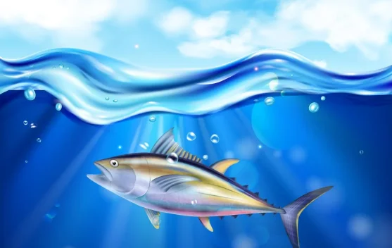 Serupa tapi Tak Sama: Ini Perbedaan Cakalang, Tuna, dan Tongkol