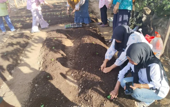 Penanaman Cabai TP PKK Kota Ternate Sebagai Upaya Menjaga Ketahanan Pangan