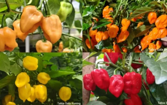 IPB Kembangkan Empat Varietas Cabai Habanero Lokal Pertama Indonesia