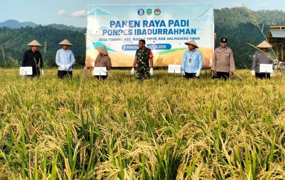 BI Maluku Utara Panen Raya Padi di Haltim, Perkuat Ketahanan Pangan dari Pesantren
