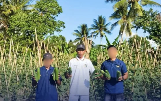 Lapas Sanana Panen 85 Kilogram Timun Hasil Pembinaan