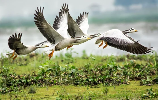 Manusia Menjadi Faktor Menurunnya Spesies Burung Migran