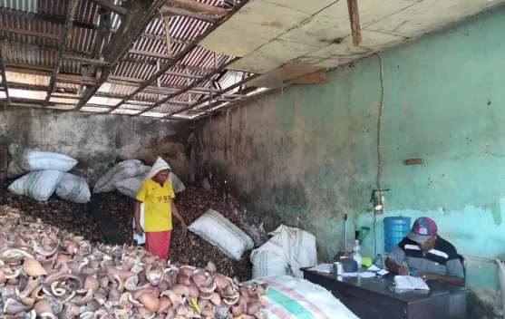 Harga Kopra di Kepulauan Sula Capai Rp12 Ribu Perkilogram