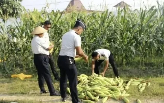Lapas Sanana Panen 350 Kilogram Jagung Manis