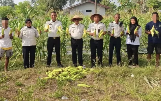 Lapas Sanana Panen 90 Kilogram Jagung Manis Warga Binaan