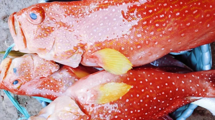 Manfaat mengonsumsi ikan laut secara rutin