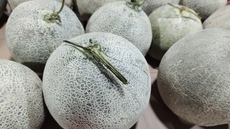 Kulit Melon Kaya Nutrisi, Baik Kesehatan dan Kecantikan