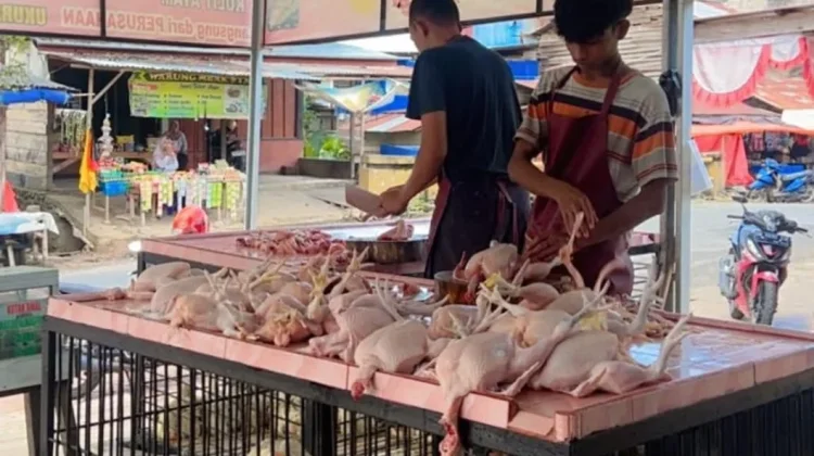 Ramadan Tingkatkan Penjualan Ayam Frozen di Tolitoli
