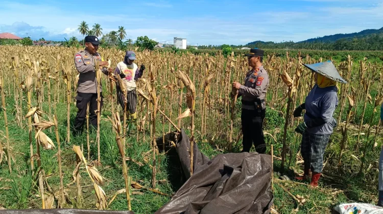 Polri Panen Jagung Bersama Warga Parigi Moutong