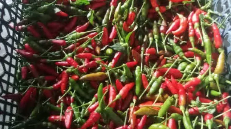 Harga Cabai Melonjak, Pasokan Petani Tolitoli Menurun