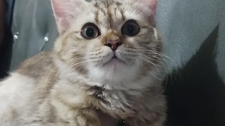 Beberapa cara agar kucing tidak BAB sembarangan