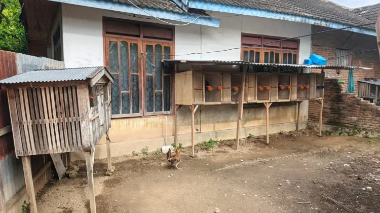 Ayam Impor Filipina Diburu Penghobi Ayam Tangkas