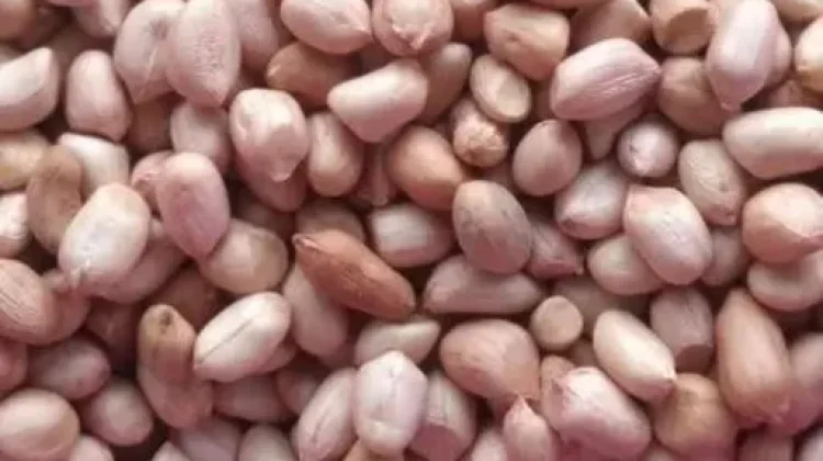 Pasokan Terbatas Harga Kacang Tanah Meroket  Dipasaran