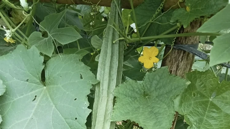 Gambas sayuran sehat kaya manfaat