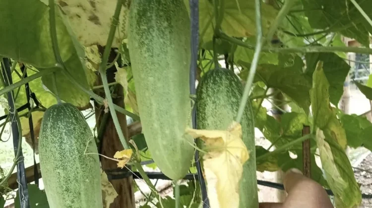 Buah Timun kaya akan air dapat melembabkan dan mencerahkan kulit Secara alami