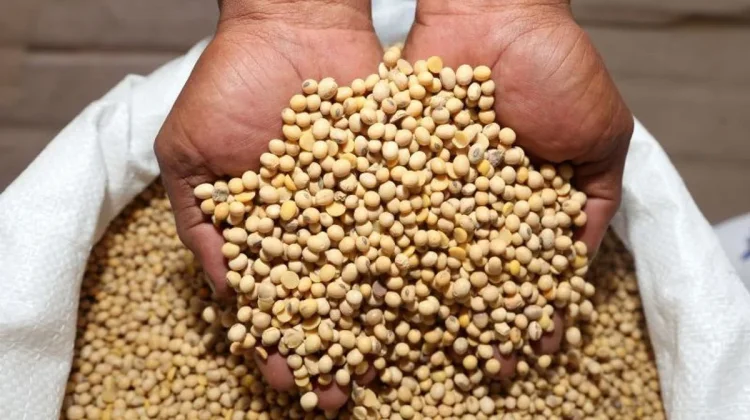Rendahnya Minat Petani Jadi Tantangan Kedelai Tolitoli