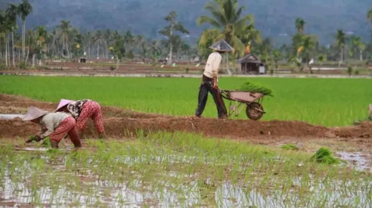 Cetak Sawah 110 Hektare Tingkatkan Ketahanan Pangan Tolitoli
