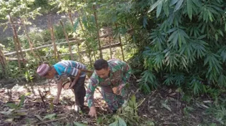 Babinsa dan Warga Bunobogu Tanam Jagung Perkuat Pangan