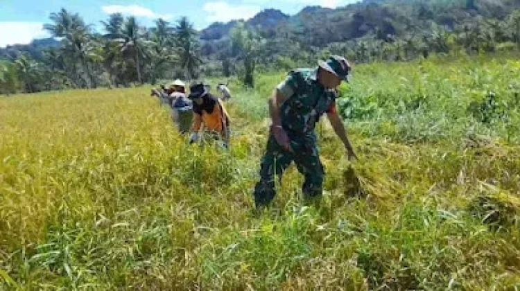 Panen Padi Desa Pinamula, Babinsa Tinjau dan Bantu