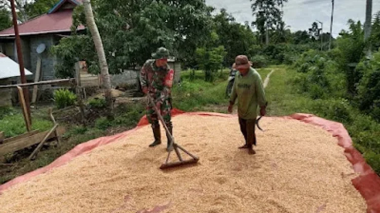 Warga Desa Unone Jemur Jagung, Babinsa Turun Langsung