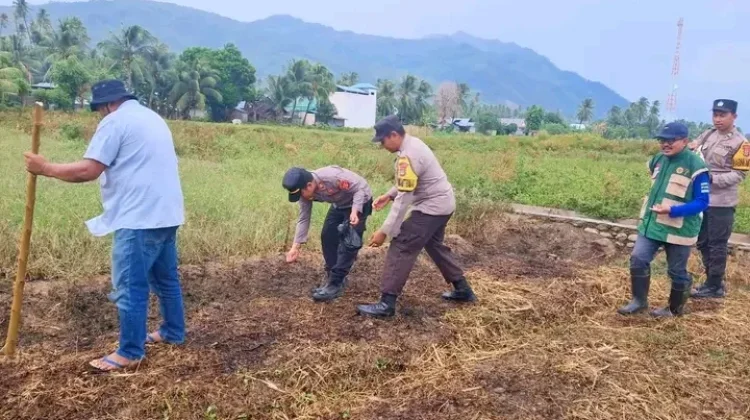 Sinergi Petani, Penyuluh Pertanian dan Aparat Tanam Jagung Serentak di Palasa.