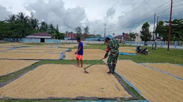 Babinsa Dondo Dampingi Petani Tolitoli Raih Hanpangan
