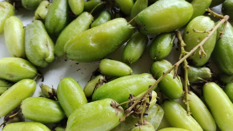 Belimbing Wuluh Alami Atasi Jerawat dan Cerahkan Kulit