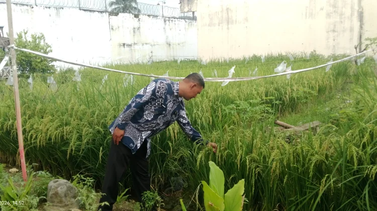 Lapas Leok Kembangkan Padi Sawah Dukung Ketahanan Pangan