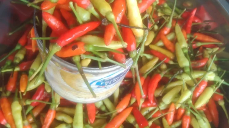 jelang Lebaran Harga Cabai Rawit Tembus di Angka 55.000 Rupiah