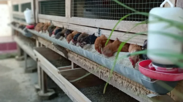 Permintaan Ayam Kampung Naik Tiga Kali Jelang Lebaran
