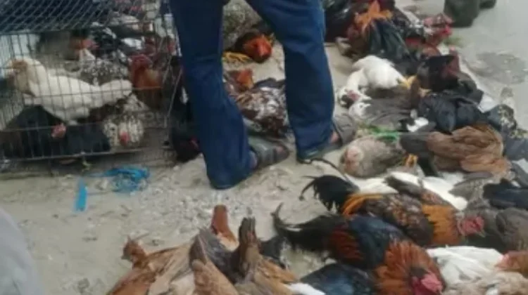 Permintaan Ayam Kampung Tolitoli Meningkat Jelang Lebaran