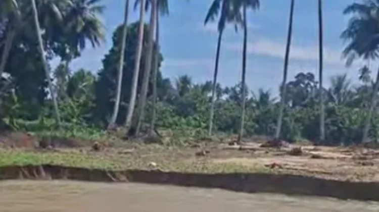 Kebun Kelapa di Malulu Dondo Terancam Terendam Banjir