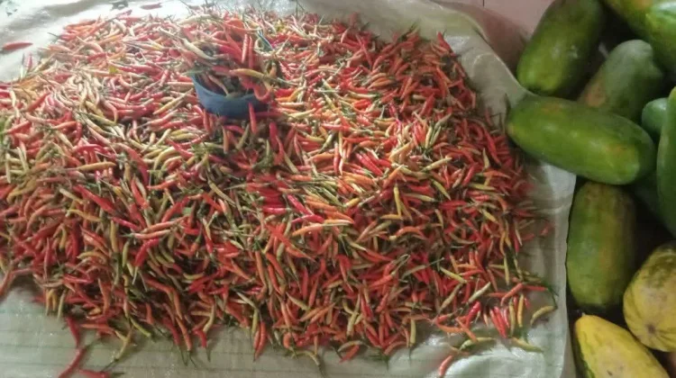 Lonjakan Harga Cabai Bawa Berkah Bagi Petani