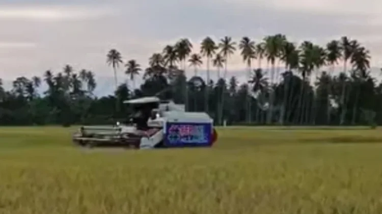 Petani Padi di Kecamatan Galang Mulai Panen Raya