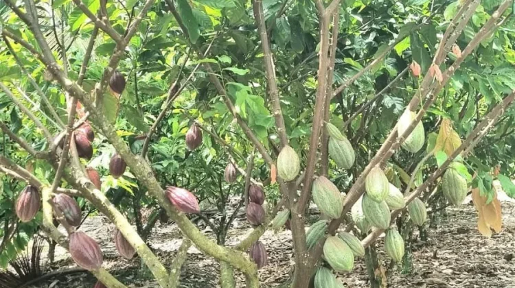 Pemkab Tolitoli Dorong Produktivitas Kakao Petani Tetap Stabil