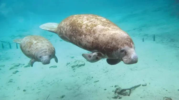 Hari Manatee Sedunia Ajak Dunia Lindungi Sapi Laut