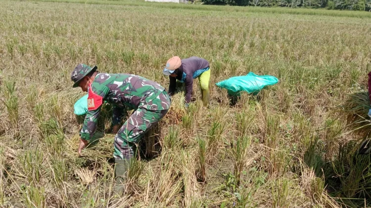 Babinsa Bokat Dampingi Panen Padi, Dukung Ketahanan Pangan