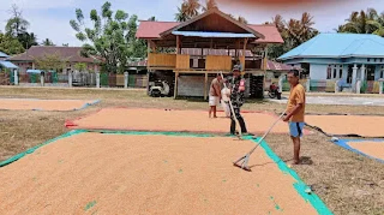 Babinsa Dampingi Petani Buol Tingkatkan Kualitas Jagung