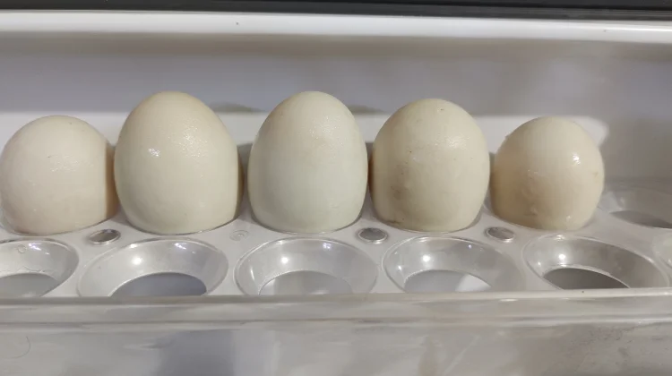 Beberapa manfaat telur bebek untuk kesehatan