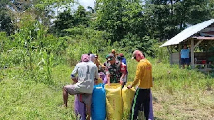 Babinsa Momunu Dampingi Panen Padi, Perkuat Ketahanan Pangan
