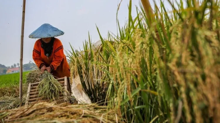 Dorong Perbenihan, Tolitoli Targetkan Produksi Padi Naik