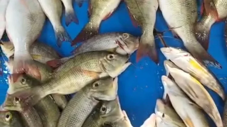 Semangat Pedagang Ikan di Jalan Baru